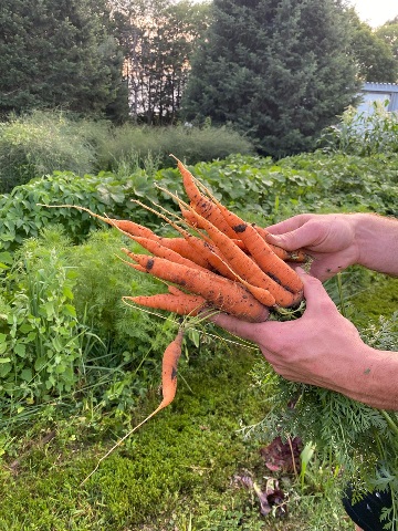 Carrots fresh from the garden