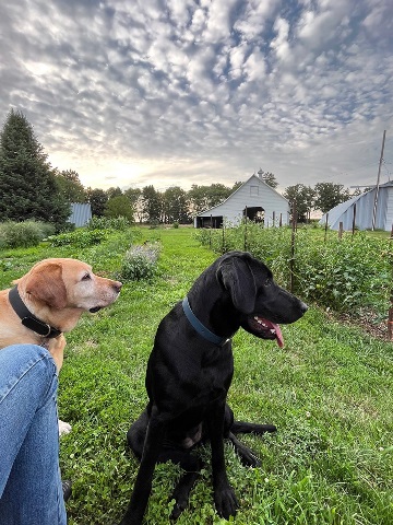 Labs sitting with their owner by the garden