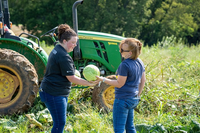 Rural 1st Employees Pick Cabbage in a Community Investment activity