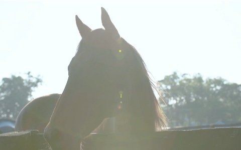 A horse peeking over a fence.