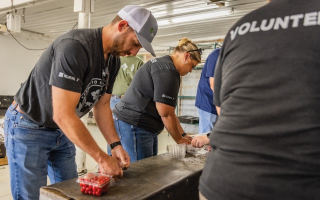 Volunteers packaging tomatoes.