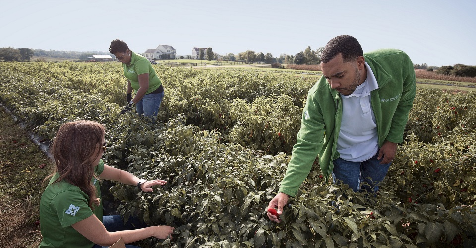 Team members picking peppers.