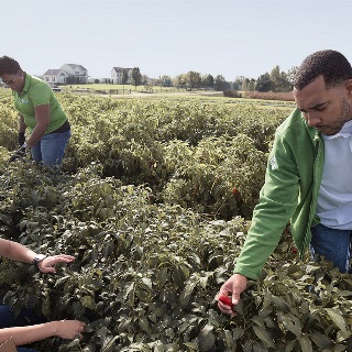 Team members picking peppers.