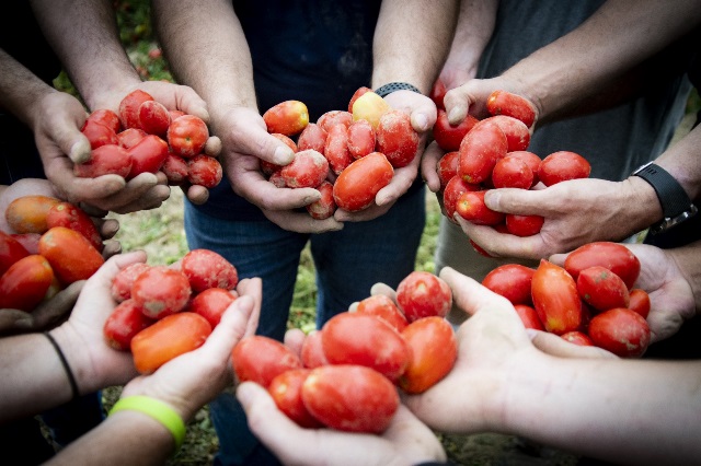 Hands holding tomatoes.