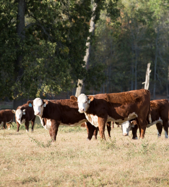 Hereford cattle.