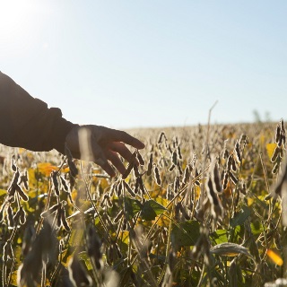 Hand touching soybeans about ready to harvest.