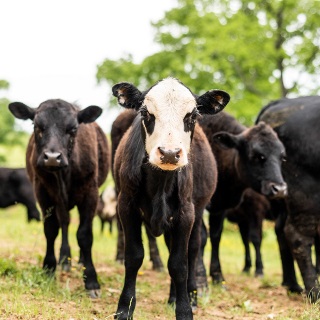 White faced calf with black cows in background.