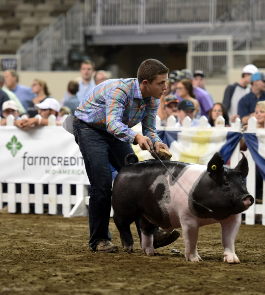 High school boy showing a pig.